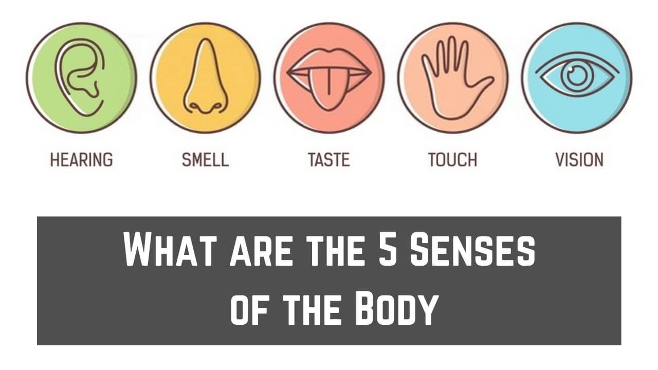 What Are The 5 Senses Of The Body